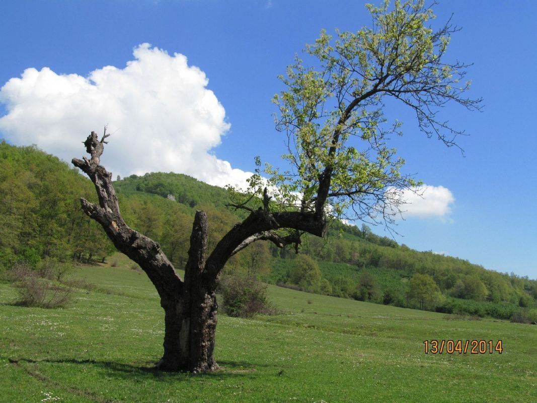 Tepeköy Mesire Alanı